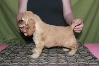 Rare color , a male Cocker Spaniel for sale in Chattanooga, TN – 5 of 9