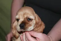 Rare color , a male Cocker Spaniel for sale in Chattanooga, TN – 1 of 9
