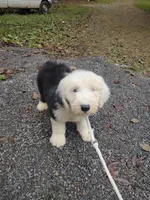 1 blue eye , a male Old English Sheepdog for sale in Chattanooga, TN – 1 of 4