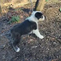 Mary, a female Old English Sheepdog for sale in Chattanooga, TN – Photo 3 of 7