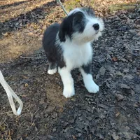 Mary, a female Old English Sheepdog for sale in Chattanooga, TN – Photo 5 of 7