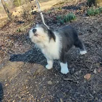 Mary, a female Old English Sheepdog for sale in Chattanooga, TN – Photo 4 of 7