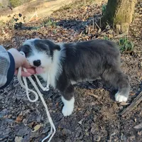 Mary, a female Old English Sheepdog for sale in Chattanooga, TN – Photo 2 of 7