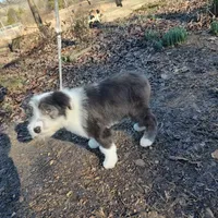 Mary, a female Old English Sheepdog for sale in Chattanooga, TN – Photo 7 of 7