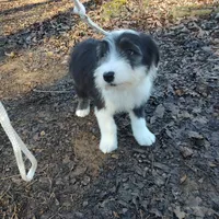 Mary, a female Old English Sheepdog for sale in Chattanooga, TN – Photo 1 of 7