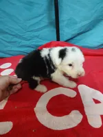 Candy Stripes , a female Old English Sheepdog for sale in Chattanooga, TN – Photo 3 of 7