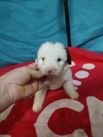 Candy Stripes , a female Old English Sheepdog for sale in Chattanooga, TN – Photo 4 of 7
