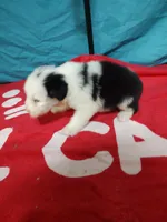 Candy Stripes , a female Old English Sheepdog for sale in Chattanooga, TN – Photo 6 of 7