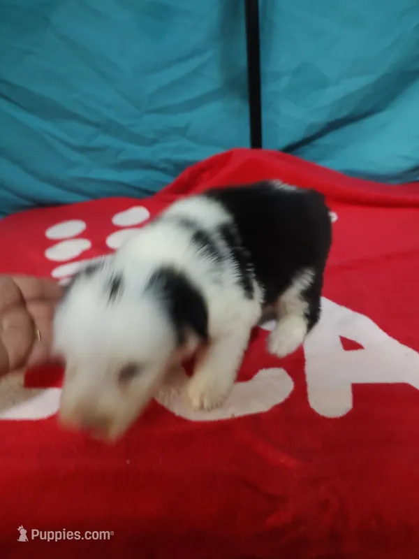 Candy Stripes  – Old English Sheepdog puppy for sale in Chattanooga, TN