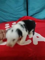 Candy Stripes , a female Old English Sheepdog for sale in Chattanooga, TN – Photo 1 of 7