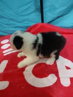 Candy Stripes , a female Old English Sheepdog for sale in Chattanooga, TN – Photo 5 of 7