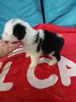 Candy Stripes , a female Old English Sheepdog for sale in Chattanooga, TN – Photo 7 of 7
