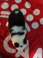 Candy Stripes , a female Old English Sheepdog for sale in Chattanooga, TN – Photo 2 of 7