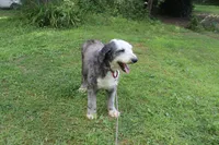 Star, a female Old English Sheepdog for sale in Chattanooga, TN – 3 of 10