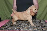 Rare color , a male Cocker Spaniel for sale in Chattanooga, TN – 6 of 9