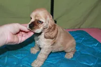 Rare color , a male Cocker Spaniel for sale in Chattanooga, TN – 4 of 9