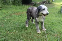 Star, a female Old English Sheepdog for sale in Chattanooga, TN – 2 of 10