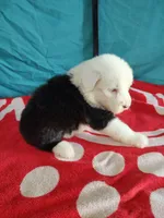 Casey , a female Old English Sheepdog for sale in Chattanooga, TN – Photo 2 of 3