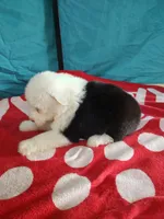 Casey , a female Old English Sheepdog for sale in Chattanooga, TN – Photo 3 of 3