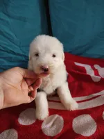 Casey , a female Old English Sheepdog for sale in Chattanooga, TN – Photo 1 of 3