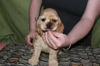 Rare color , a male Cocker Spaniel for sale in Chattanooga, TN – 3 of 9