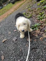 Blue eyes , a male Old English Sheepdog for sale in Chattanooga, TN – 3 of 5