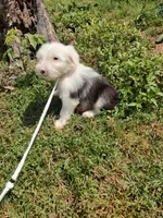 Dash, a male Old English Sheepdog for sale in Chattanooga, TN – 3 of 3