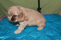 Rare color , a male Cocker Spaniel for sale in Chattanooga, TN – 9 of 9