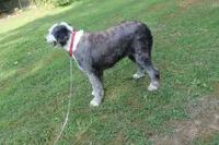 Star, a female Old English Sheepdog for sale in Chattanooga, TN – 4 of 10