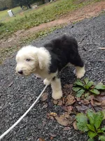 Blue eyes , a male Old English Sheepdog for sale in Chattanooga, TN – 1 of 5