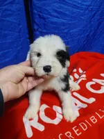 Matt, a male Old English Sheepdog for sale in Chattanooga, TN – Photo 1 of 4