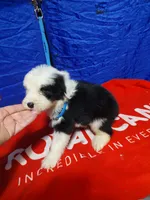 Matt, a male Old English Sheepdog for sale in Chattanooga, TN – Photo 4 of 4