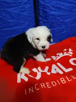 Matt, a male Old English Sheepdog for sale in Chattanooga, TN – Photo 3 of 4