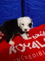 Matt, a male Old English Sheepdog for sale in Chattanooga, TN – Photo 2 of 4
