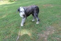 Star, a female Old English Sheepdog for sale in Chattanooga, TN – 9 of 10