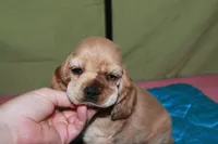 Rare color , a male Cocker Spaniel for sale in Chattanooga, TN – 8 of 9
