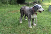 Star, a female Old English Sheepdog for sale in Chattanooga, TN – 10 of 10