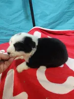 Calvin, a male Old English Sheepdog for sale in Chattanooga, TN – Photo 5 of 6