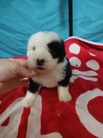 Calvin, a male Old English Sheepdog for sale in Chattanooga, TN – Photo 3 of 6