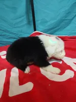 Calvin, a male Old English Sheepdog for sale in Chattanooga, TN – Photo 4 of 6