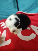 Calvin, a male Old English Sheepdog for sale in Chattanooga, TN – Photo 2 of 6