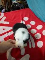 Calvin, a male Old English Sheepdog for sale in Chattanooga, TN – Photo 6 of 6