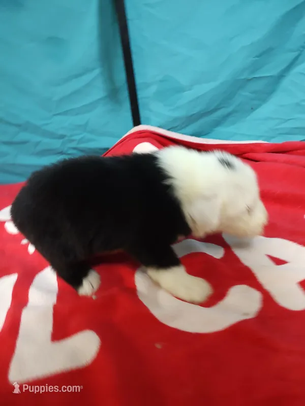 Calvin – Old English Sheepdog puppy for sale in Chattanooga, TN