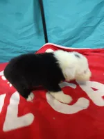 Calvin, a male Old English Sheepdog for sale in Chattanooga, TN – Photo 1 of 6