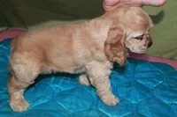 Rare color , a male Cocker Spaniel for sale in Chattanooga, TN – 7 of 9