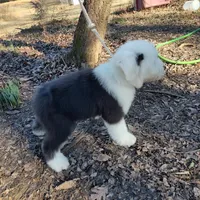 Marcy, a female Old English Sheepdog for sale in Chattanooga, TN – Photo 3 of 6