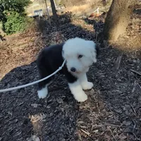 Marcy, a female Old English Sheepdog for sale in Chattanooga, TN – Photo 2 of 6