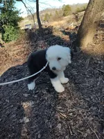 processed/394fd8fa-f505-459e-91f5-544d0137ee5c/listing/85b0db24-205f-436e-b1eb-d30e28619f8a/2d624baf-da4c-44f8-9654-64926a059d42