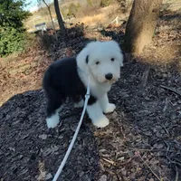 Marcy, a female Old English Sheepdog for sale in Chattanooga, TN – Photo 1 of 6