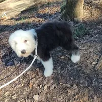 Marcy, a female Old English Sheepdog for sale in Chattanooga, TN – Photo 6 of 6